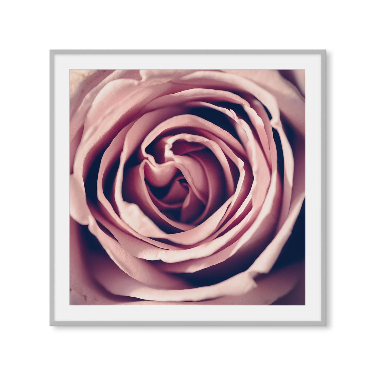 Pink Rose | Square II | Framed Fine Art Photography — Caitlin